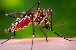 aedes aegypti, mosquitos, genética y relaciones públicas