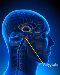 Amygdala o cerebro de lagarto.