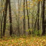 Parque Nacional de Shenandoah | ¿Cómo Lograr Una Comunicación Efectiva?