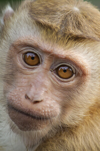 El Mono De Santurce | Análisis de contenido